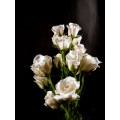 Spray Roses - Majolica White